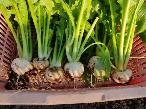 ✨農薬・化成肥料不使用のコカブ食べ比べセット750g✨