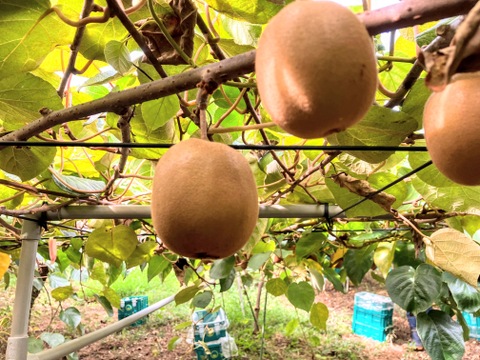 訳アリ格安！果汁たっぷり香川県産大玉キウイ『さぬきゴールド』(ご家庭用・12kg)