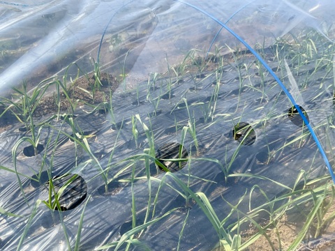 予約増量【大好評(^^♪】グッと料理のグレードが上がる(^^ “葉ニンニク“  2000g→2100g  from 名水の里　神奈川県秦野市