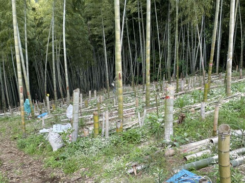 静岡市産早出し竹の子！有度山日本平竹の子『極み』2ｋｇ