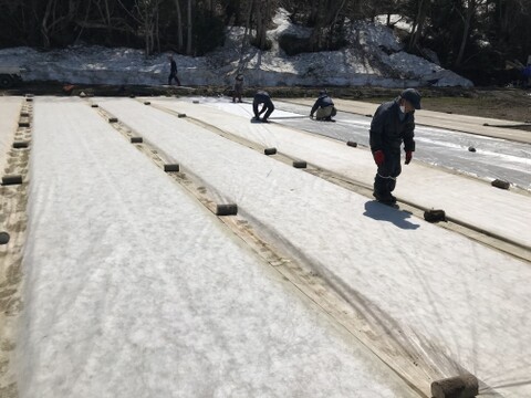 【新米予約】令和8年産 魚沼産コシヒカリ 特別栽培米 精米 5kg【当地比農薬5割減栽培】