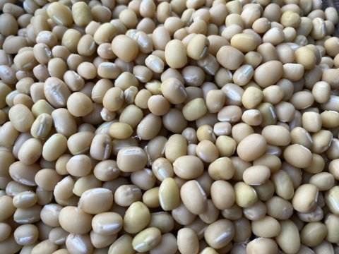 令和５年度産 備中白小豆(約400g)