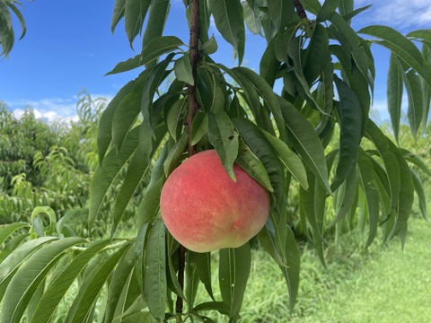 【贈答用】桃農家でも知る者の少ない希少品種「美桃紅」3㎏（8～11玉）