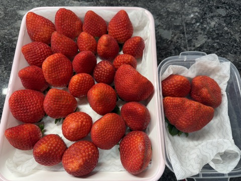 (4P)約1kg【いちご・とちあいか】実がしっかりして酸味が少なく甘さが際立つ新品種★「とちあいか」(４パックx260g) 栃木県産いちご●一番人気いちごセット●お届け日指定可