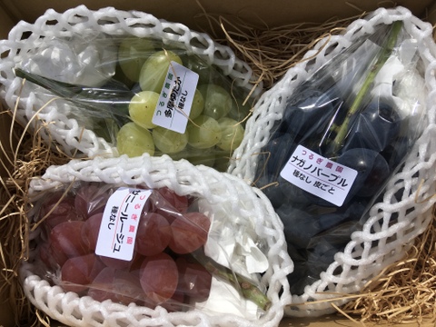 季節のぶどう！品種おまかせセット2kg