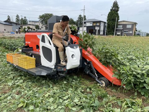 【毎朝収穫中！】枝豆 えだまめ フルーツ枝豆 2kg 秋田県産 横手市産 まるで果物！甘くておいしい 産地直送 農家直送 朝穫れ