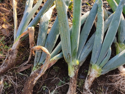 ✨世界に一つだけのプレミアム野菜便（農薬・化成肥料不使用）✨あなたの「欲しい」が詰まった一箱。わがままを叶えるオーダーメイド野菜便🥬