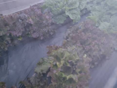 🍃【朝採り】旬の株どりレタス2〜3株 ＋ 旬野菜の詰め合わせBOX🍃