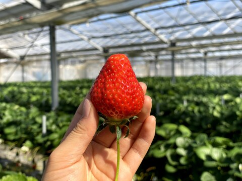 【販売開始】食べ比べセット「あまひめ」「サマーリリカル」ジューシー朝どれ直送 250g×4p