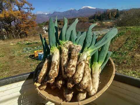寒締め下仁田ねぎ　約30本 氷点下に耐え甘さ格別　土付き