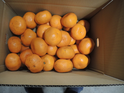 みかん5kg