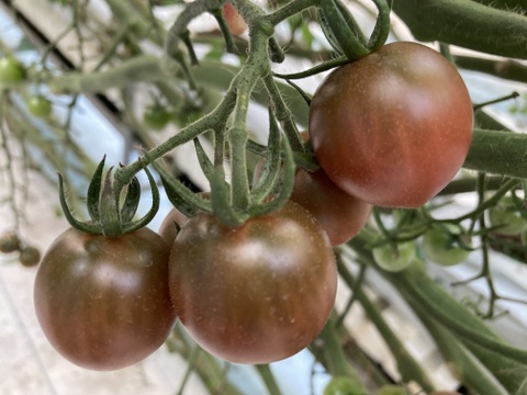 紫色ミニトマト 500g【ブドウようなトマト】熊本県産：ギフトメッセージ対応