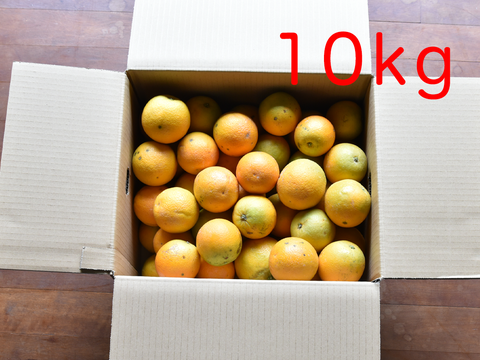 とても希少な国産 バレンシアオレンジ【家庭用(訳あり)】[10kg]　320-4