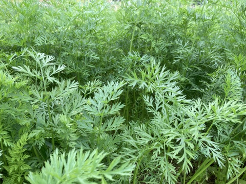 農薬・化学肥料不使用　葉付き人参　1ｋｇ