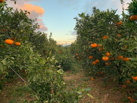 シャキシャキ、プチプチ驚異的な甘さ『甘平』！