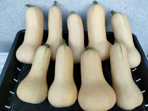 バターナッツかぼちゃ7.0kg