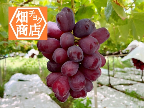 最高級をお手頃に【富士の輝き】1房 700g以上 皮ごとOK 種なし 山梨県笛吹市産 ※数量限定※