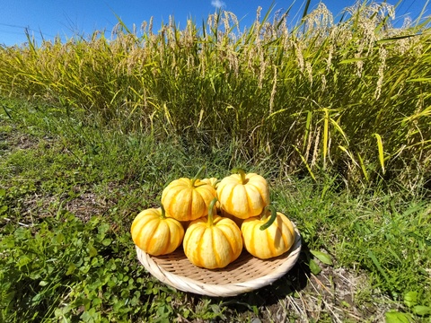 プッチーニ（約2kg 6〜10玉 ）🖤ねっとり甘い可愛いカボチャ【冬ギフト】