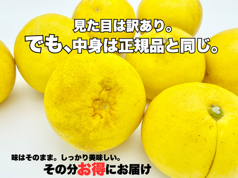 土佐文旦 超訳あり｜見た目NGでも中身同じ 今が食べ頃 60日仕上げ 3kg お試し