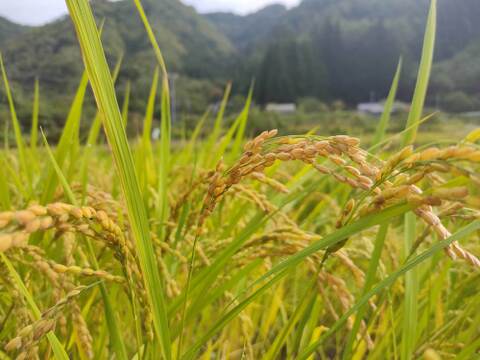 標高750mで育ったお米　ハザカケ米　コシヒカリ　（15㎏）　　玄米