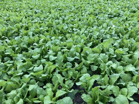 【栽培期間中　農薬不使用】春だけのごちそう！白菜＆野沢菜の菜花セット(60サイズに入るだけ)