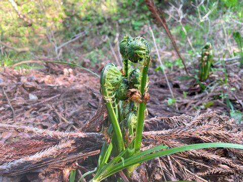 多彩なお料理に使える便利な山菜！青こごみ(クサソテツ)３００ｇ