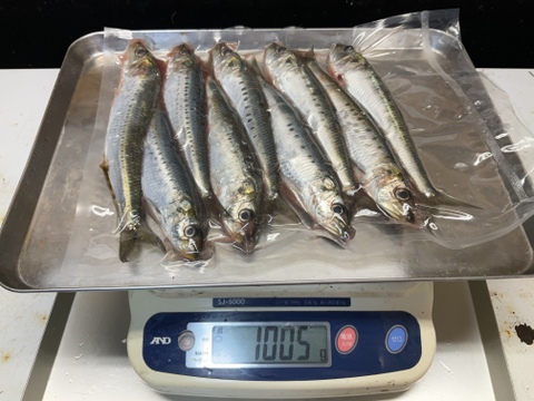 【脂極】凄いわし/突然出現するメタボ鰯/体脂肪質25～35％/1000g前後【冷凍】【大羽】