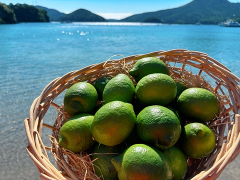 早摘み 平戸島レモン
贈答用 2キロ【長崎県平戸島産】