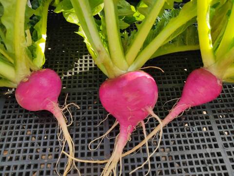 ✨農薬・化成肥料不使用の新鮮芽キャベツ約300g+コカブ約1㎏✨冬の温かい食卓セット😊