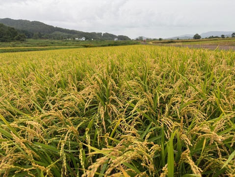 令和７年産 北海道 ゆめぴりか 【精米５kg】 わっさむのおこめ