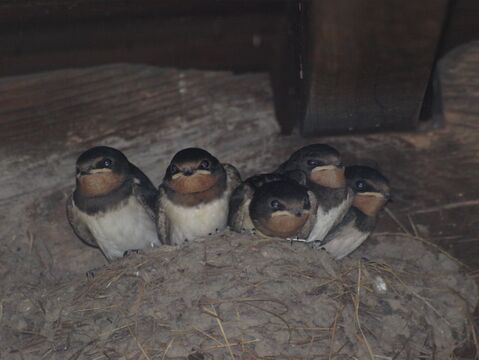 北アルプス山麓　自然栽培米　天日干し　朝日　玄米3㎏