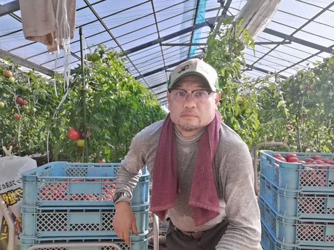 毎食トマト！栄ちゃんトマト　訳あり　加工用冷凍トマト　３キロ入り。