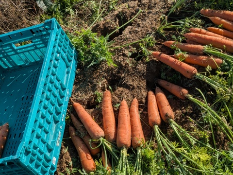 甘さ最高潮！寒熟（かんじゅく）冬にんじん 5kg｜農薬・化学肥料不使用｜BonaDea