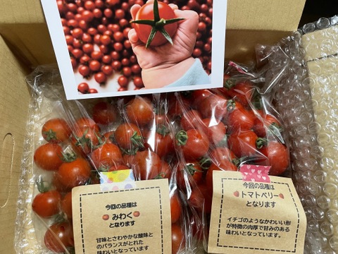 【食べ比べ 】食卓に笑顔を　ハートの様な形のトマトベリー＆ミニトマトのセット 1kg【千葉県旭市産】【トマト食べ比べ】