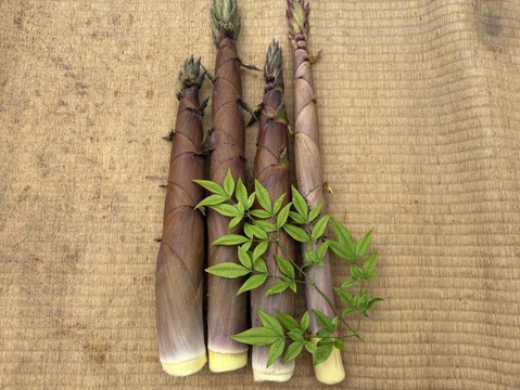 筍農家が作る！有度山日本平竹の子『淡竹』水煮パック150g×8p