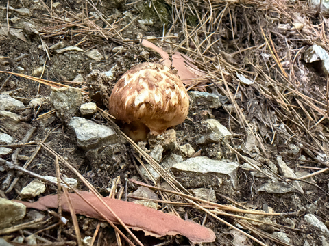 【国産天然松茸】100ｇ前後(90~120g) 山形産 松茸ごはん 焼き松茸 土瓶蒸し等でどうぞ
