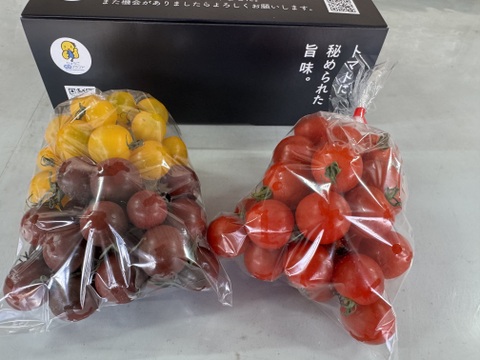 【食べ比べセット】カラフルミニトマト1Kg
