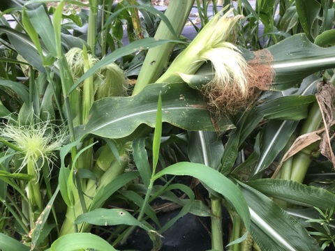 【早期ご予約でお値打ち】村上市産とうもろこし１２本