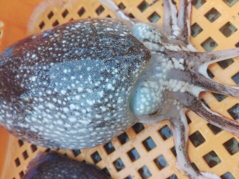 🦑生出荷コウイカ 2kg（約3-4杯）🌊定置網スミイカ✨刺身・寿司ネタに！日時指定不可📦🍣 寿司ネタ・刺し身・イカ焼きに最適！🚫 日時指定不可｜キロ数バリエーション有📏🌊 墨イカ朝獲れ