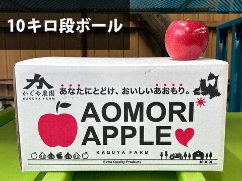 【毎年１万箱以上売れてます】約１０キロ 青森県産りんご「樹上完熟葉とらずふじ」通常用厳選品