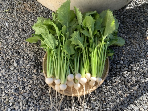 お待たせです！葉も食べる小かぶ1.2kg