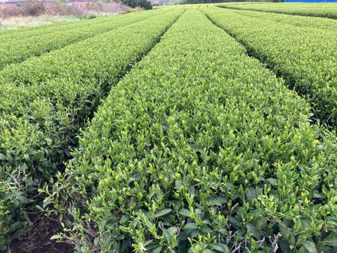 特別な日の一品に！【静岡県富士市産】特上煎茶100ｇ袋入り３本セット