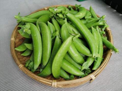 春の味覚、スナップエンドウ 1kg 【静岡県浜松産／露地栽培】