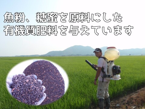 新潟県弥彦村石井農園　令和7年産コシヒカリ【玄米 5kg】