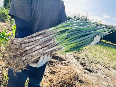 【冬ギフト】とろ甘！泥付きで長持ち！富山県産白ねぎ！焼くだけジューシー、お鍋に主役級の甘さの富山ブランドねぎ！飲食店さん、お裾分けにも大活躍！3Kg(泥付きL•2Lサイズ15〜25本)