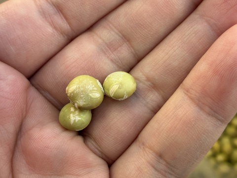 【訳あり】　入手困難！？　幻のダイズ『こうじいらず』(1KG)