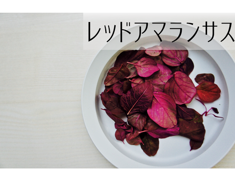 葉が柔らかくて、味が濃い！！「岐阜県産」ミックスべビーリーフ40g ×2セット