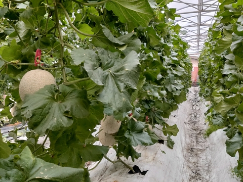 【ギフトにご褒美に！】アールスロイヤルメロン【夢風船直送赤肉アールスメロン】約2kg