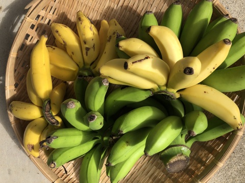 【夏季限定】もちもちトロ甘！沖縄県産島バナナ（１kg）