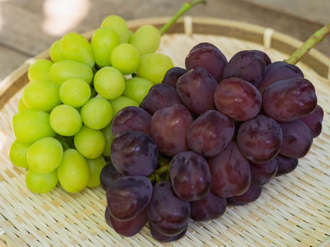 お中元 お盆 シーズンにお届け可能 幻の希少品種 富士の輝き　× 人気No.1 シャインマスカット  詰め合わせセット　1.5キロ以上お入れ致します